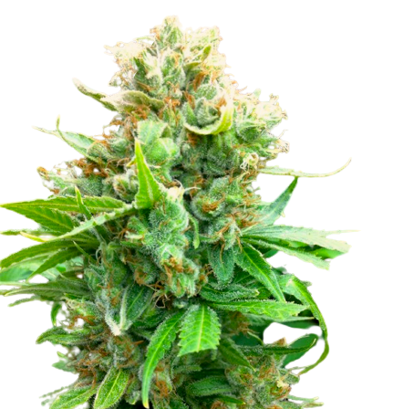 agent-orange-cannabis-seeds.png